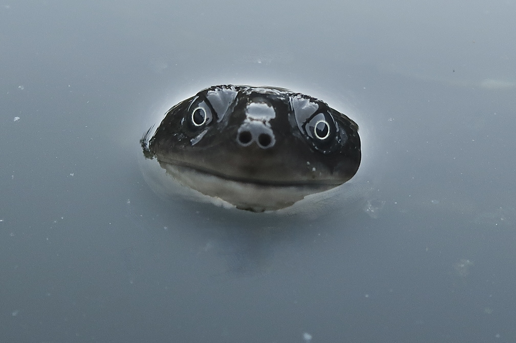 snake neck turtle
